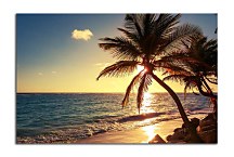 Obraz Palm tree on the tropical beach zs24841